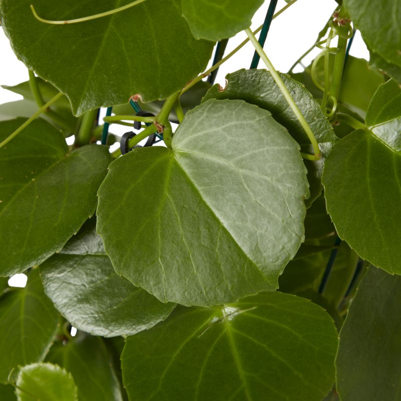 Cissus Rotundifolia 27 cm