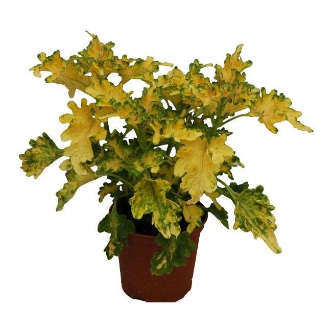 Coleus sadzonka 10,5 cm