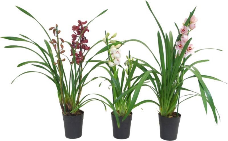 Cymbidium mini dwupędowy mix