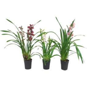 Cymbidium mini dwupędowy mix