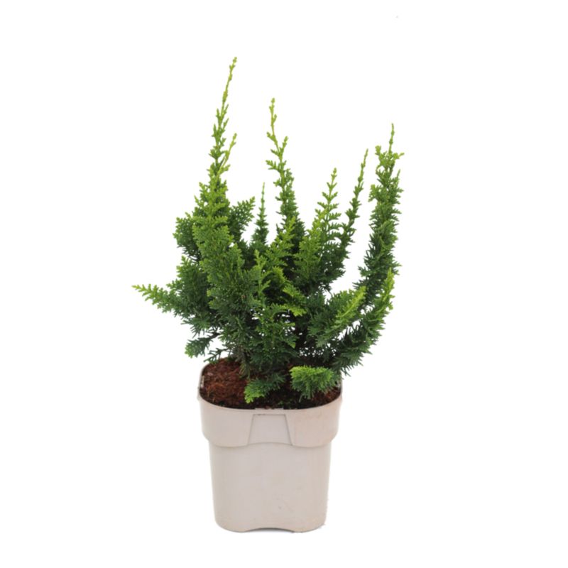 Cyprysik tepoluskowy Crispi Green 14 cm wys. 15-20 cm