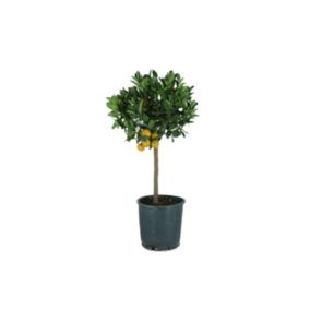 Cytrus Calamondin na pniu 20 cm wys. 70 cm