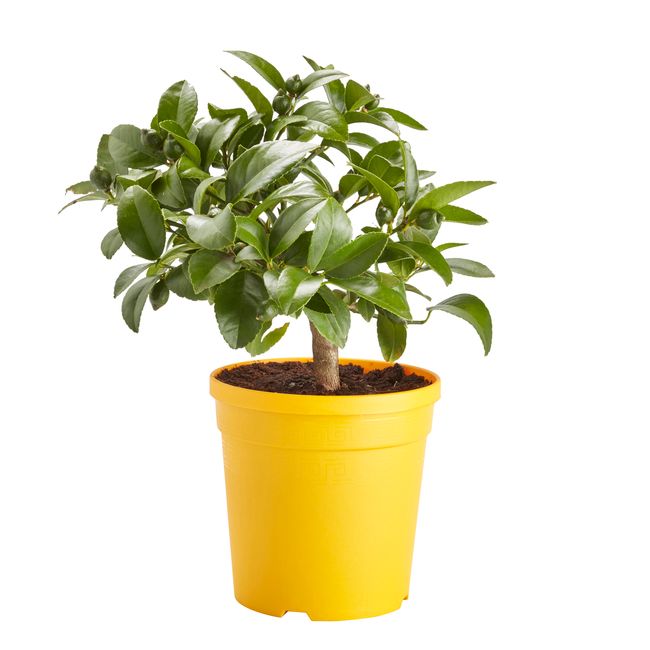 Cytryna Verve 14 cm