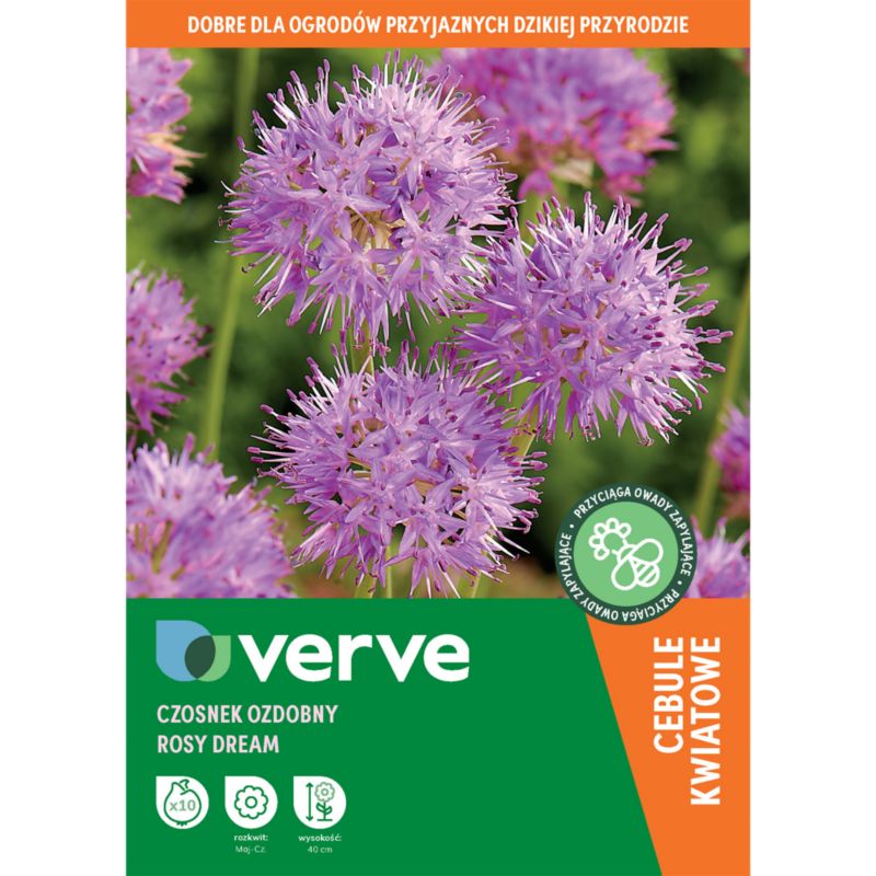Czosnek Verve Rosy Dream 10 sztuk