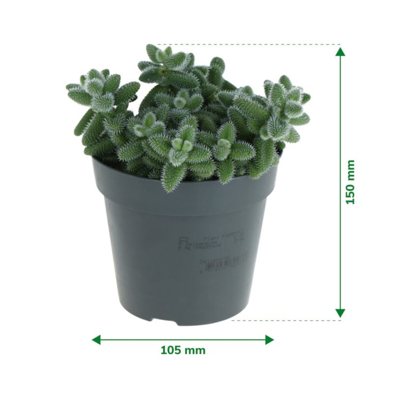 Delosperma Echinatum 10,5 cm