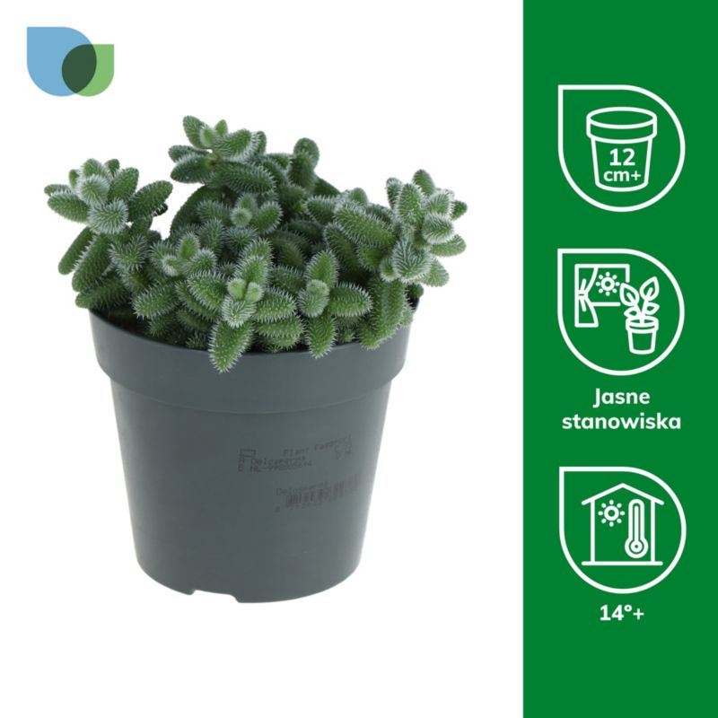 Delosperma Echinatum 10,5 cm
