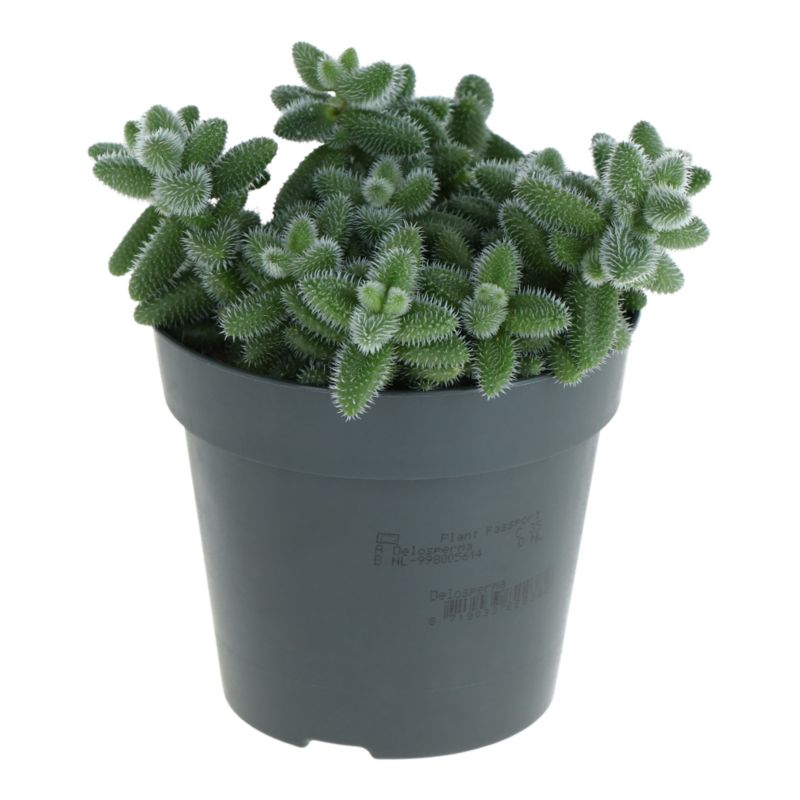 Delosperma Echinatum 10,5 cm