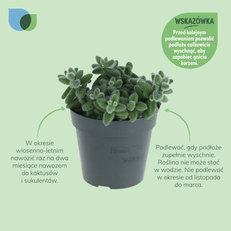 Delosperma Echinatum 10,5 cm