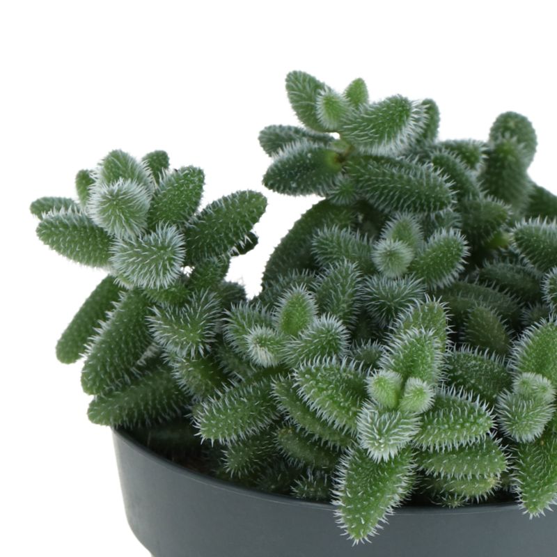 Delosperma Echinatum 10,5 cm