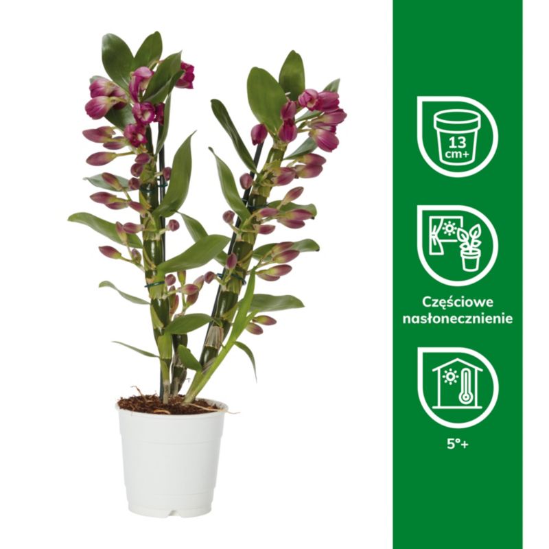 Dendrobium mix 12 cm