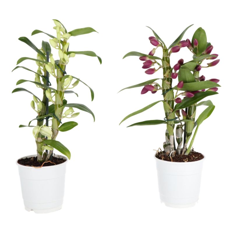 Dendrobium mix 12 cm