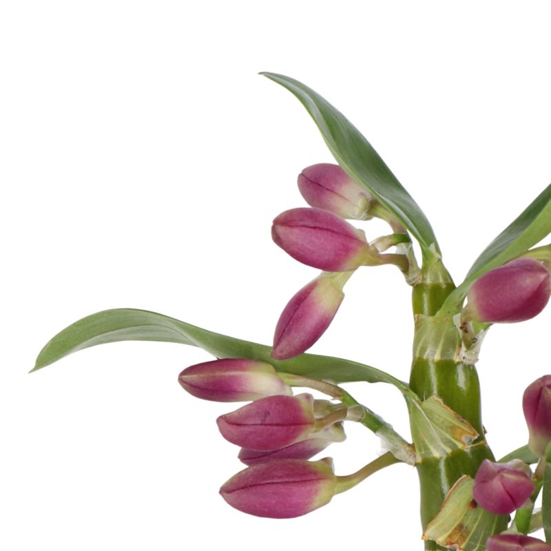 Dendrobium mix 12 cm