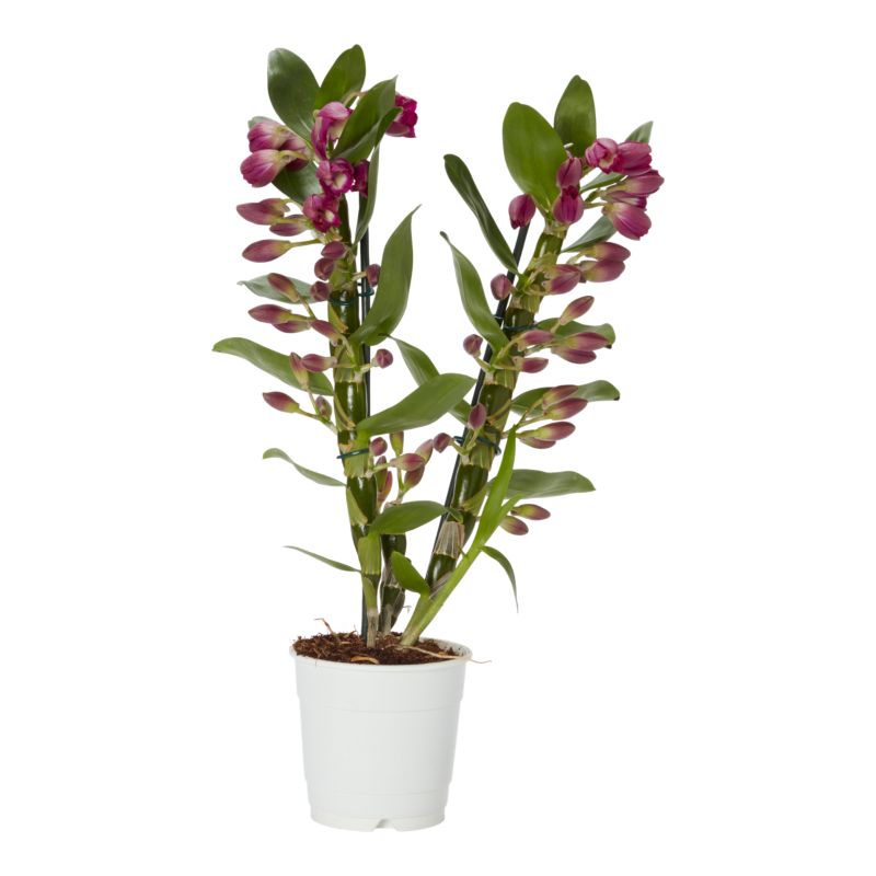 Dendrobium mix 12 cm