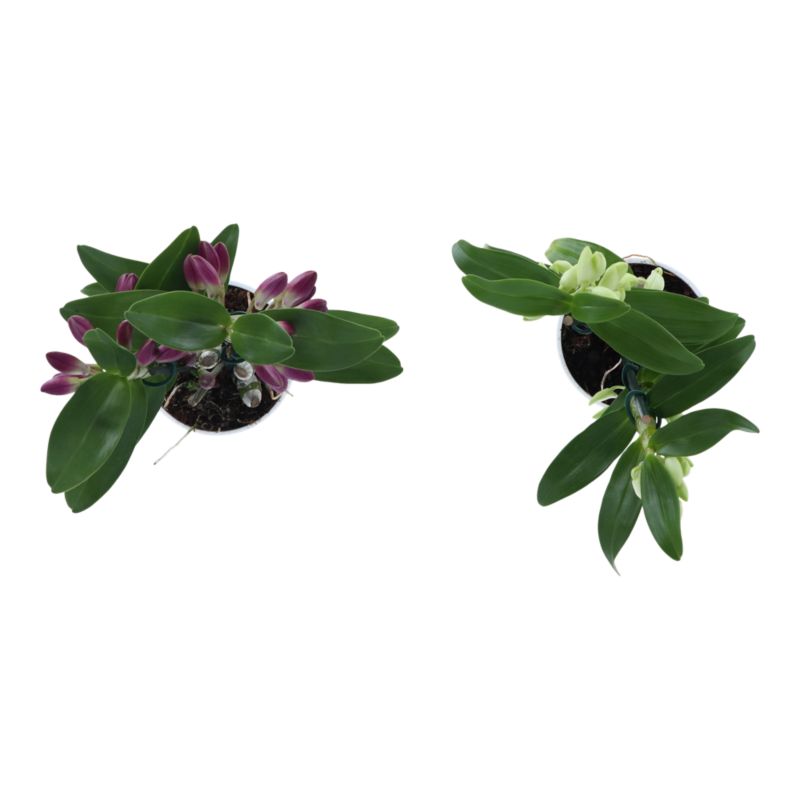 Dendrobium mix 12 cm