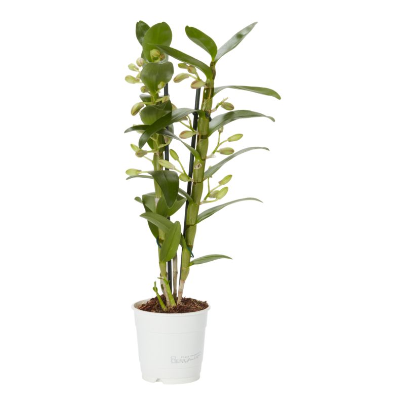 Dendrobium mix 12 cm