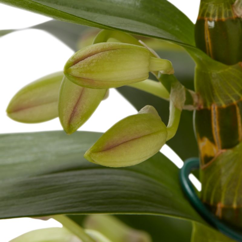 Dendrobium mix 12 cm