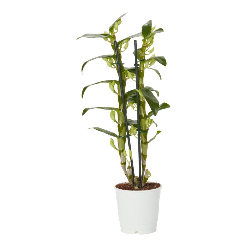 Dendrobium mix 12 cm