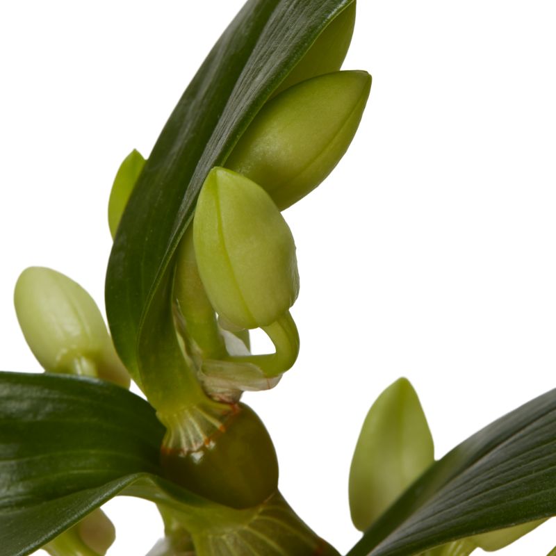 Dendrobium mix 12 cm