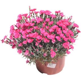 Dianthus goździk doniczka 17 cm