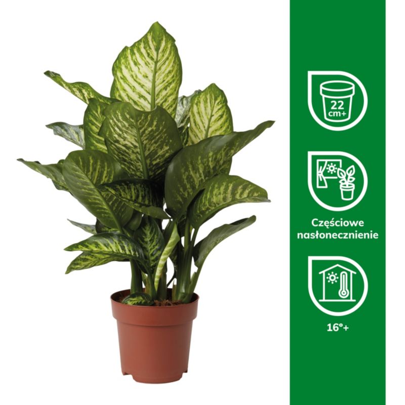 Dieffenbachia Maroba 17 cm wys. 80 cm