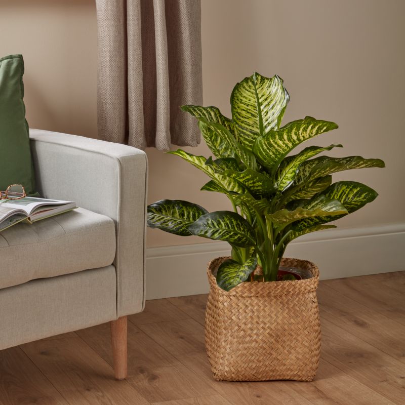 Dieffenbachia Maroba 17 cm wys. 80 cm