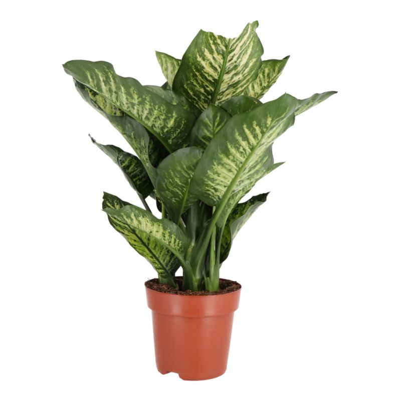 Dieffenbachia Maroba 17 cm wys. 80 cm