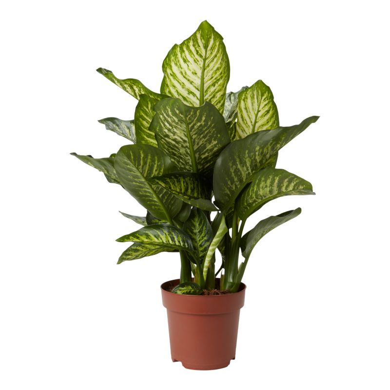 Dieffenbachia Maroba 17 cm wys. 80 cm