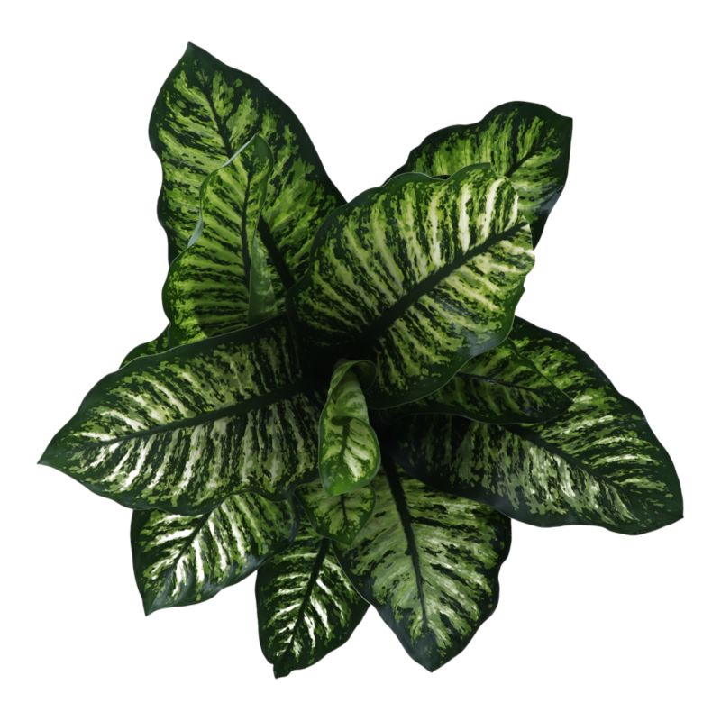 Dieffenbachia Maroba 17 cm wys. 80 cm