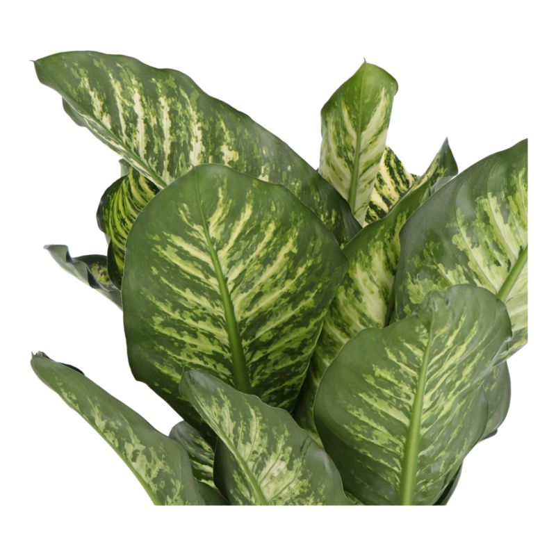 Dieffenbachia Maroba 17 cm wys. 80 cm