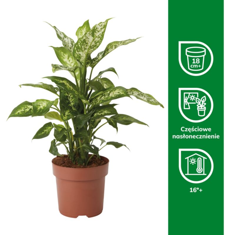Dieffenbachia Mars 17 cm