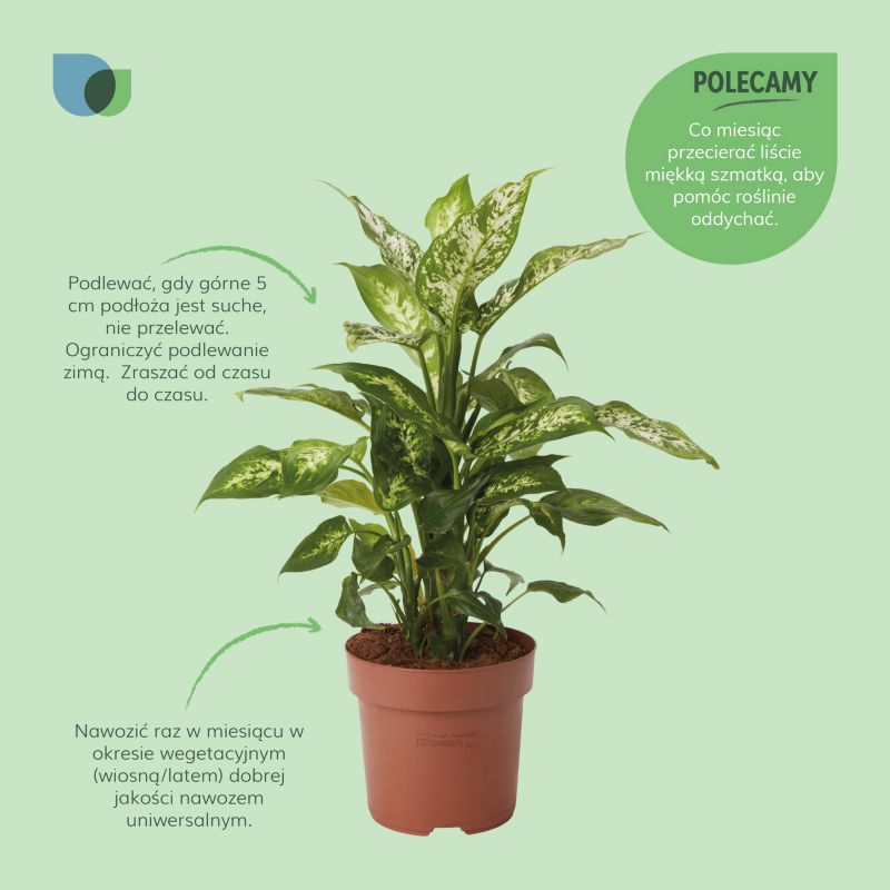 Dieffenbachia Mars 17 cm