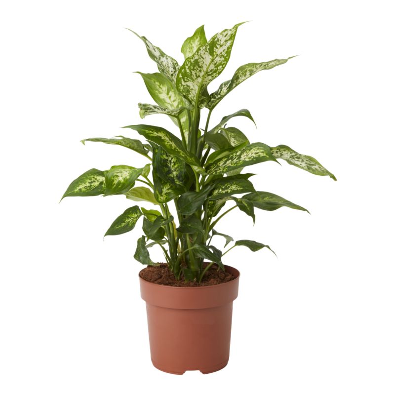Dieffenbachia Mars 17 cm