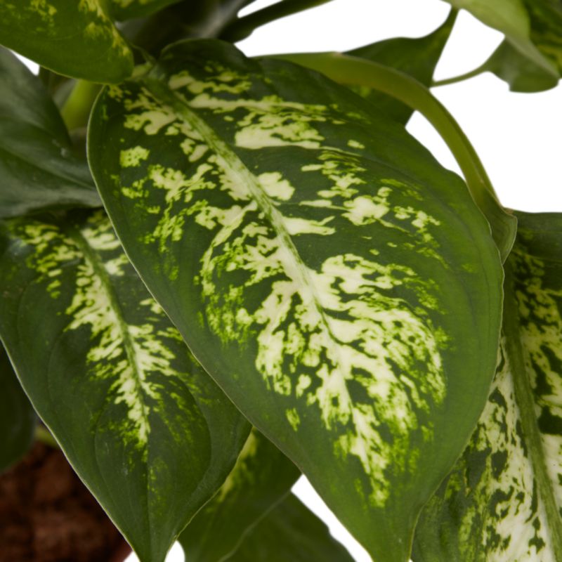 Dieffenbachia Mars 17 cm