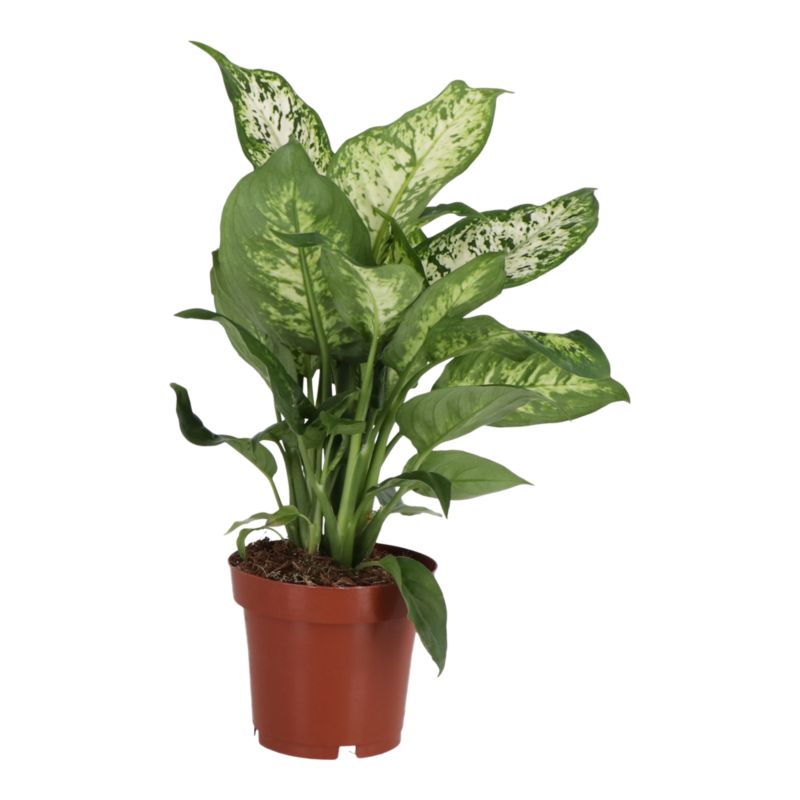 Difenbachia Camillea / Compacta GoodHome wys. 45 cm