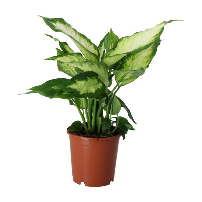 Difenbachia Camillea / Compacta GoodHome wys. 45 cm
