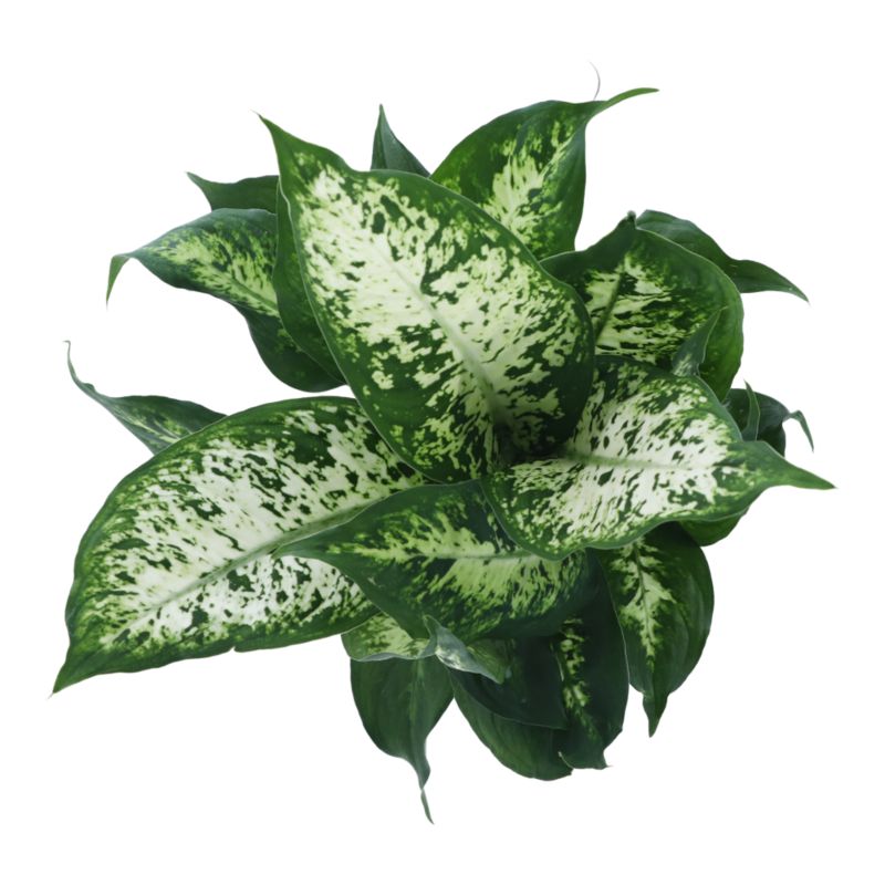 Difenbachia Camillea / Compacta GoodHome wys. 45 cm