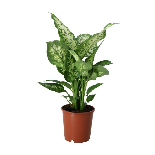 Difenbachia Camillea / Compacta GoodHome wys. 45 cm