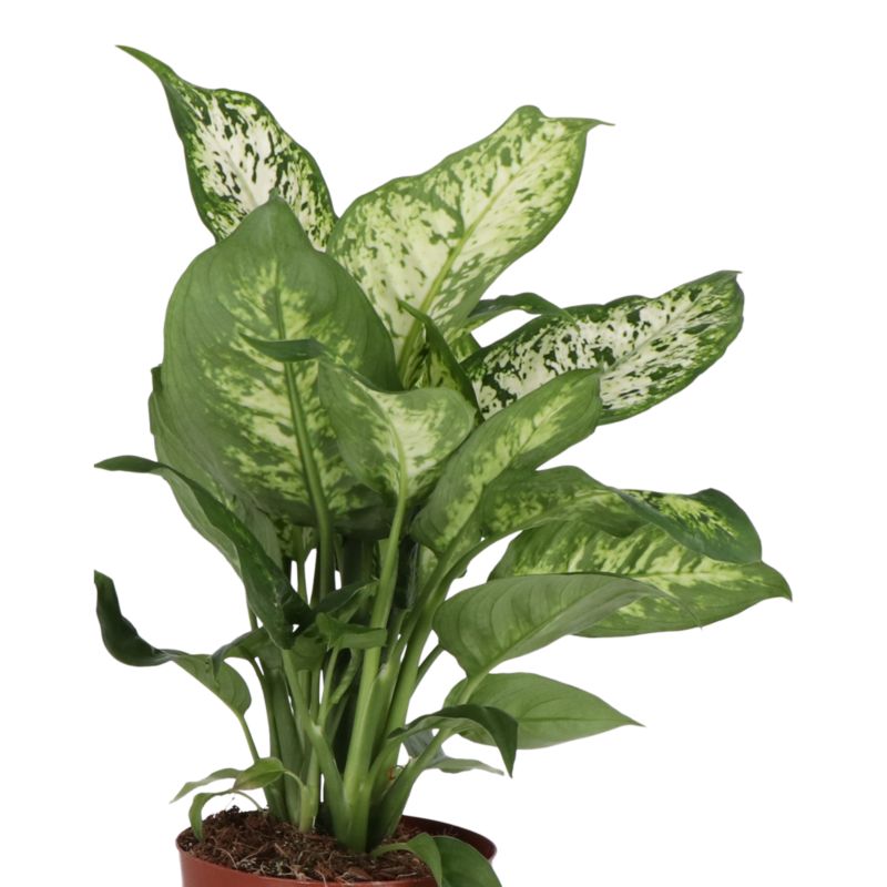 Difenbachia Camillea / Compacta GoodHome wys. 45 cm