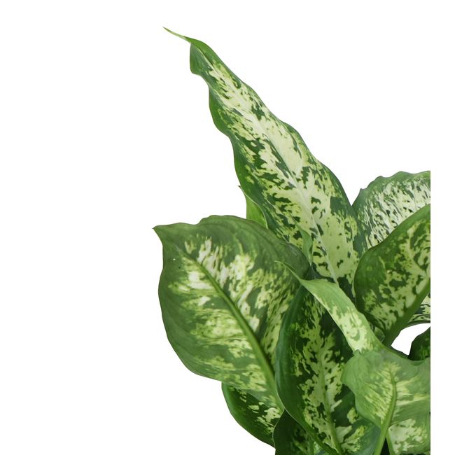 Difenbachia Camillea / Compacta GoodHome wys. 45 cm