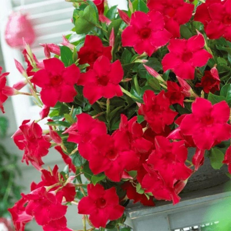 Dipladenia w doniczce 2 l