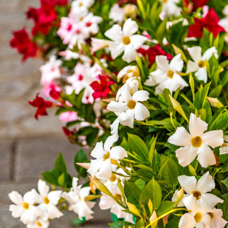 Dipladenia w doniczce 2 l