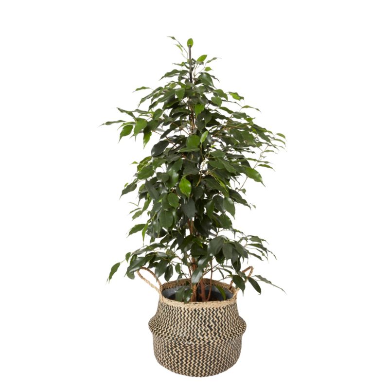 Donica Verve trawa pleciona czarna 24 cm