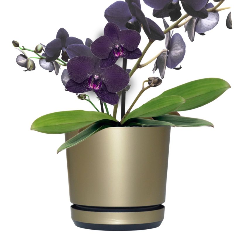 Doniczka z podstawką Kerd 14 cm wzór 013 C ZŁOTY SZAMPAŃSKI + CZARNY elegancka 1 szt.