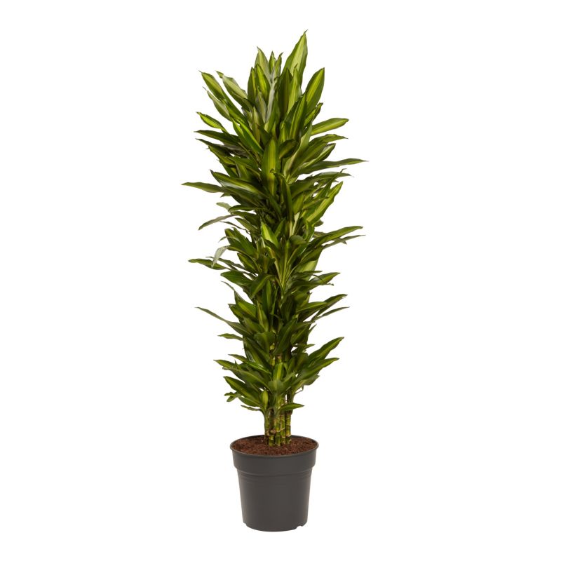 Dracena Cintho 31 cm wys. 155 cm