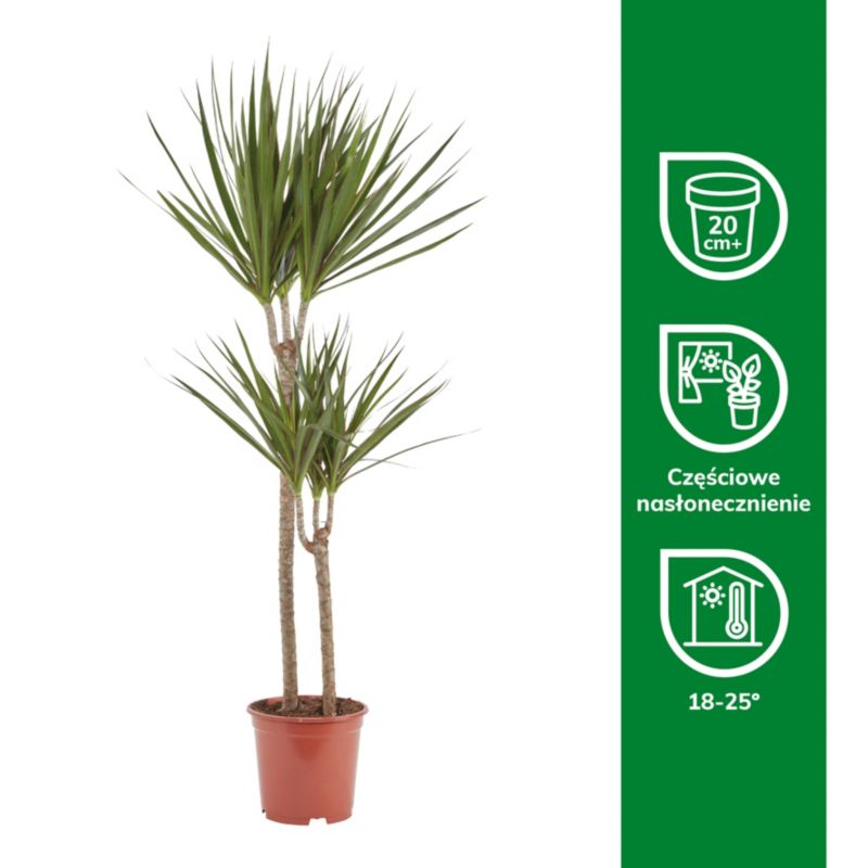 Dracena donicka 19 cm wys. 110 cm