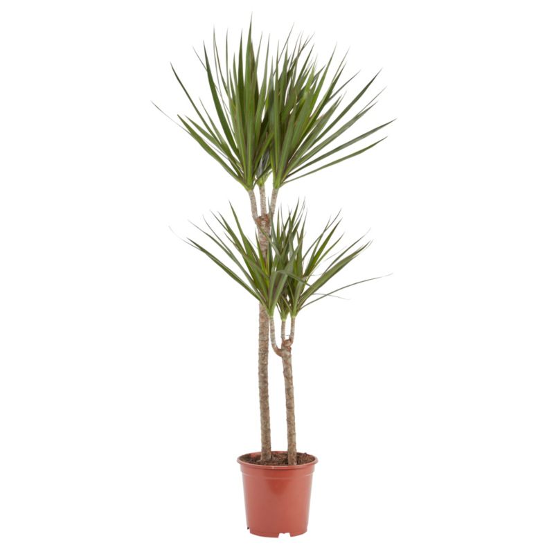 Dracena donicka 19 cm wys. 110 cm