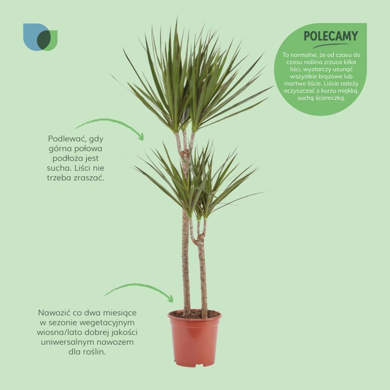 Dracena donicka 19 cm wys. 110 cm