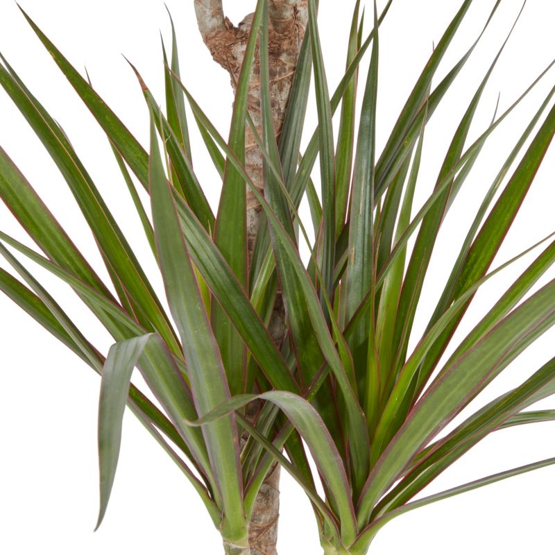 Dracena donicka 19 cm wys. 110 cm