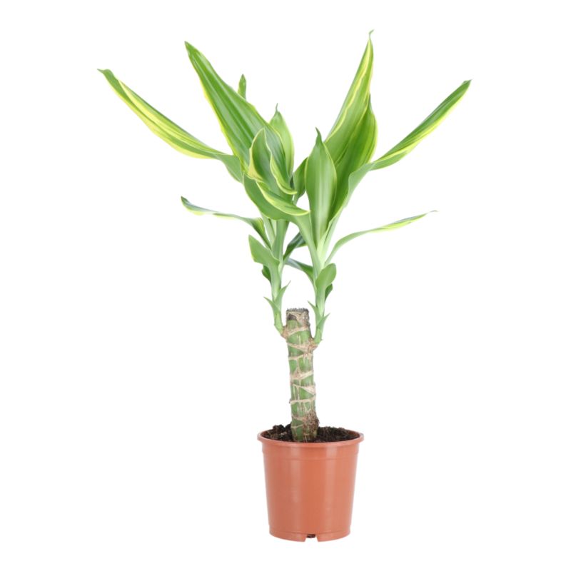 Dracena doniczka 11 cm wys. 40 cm