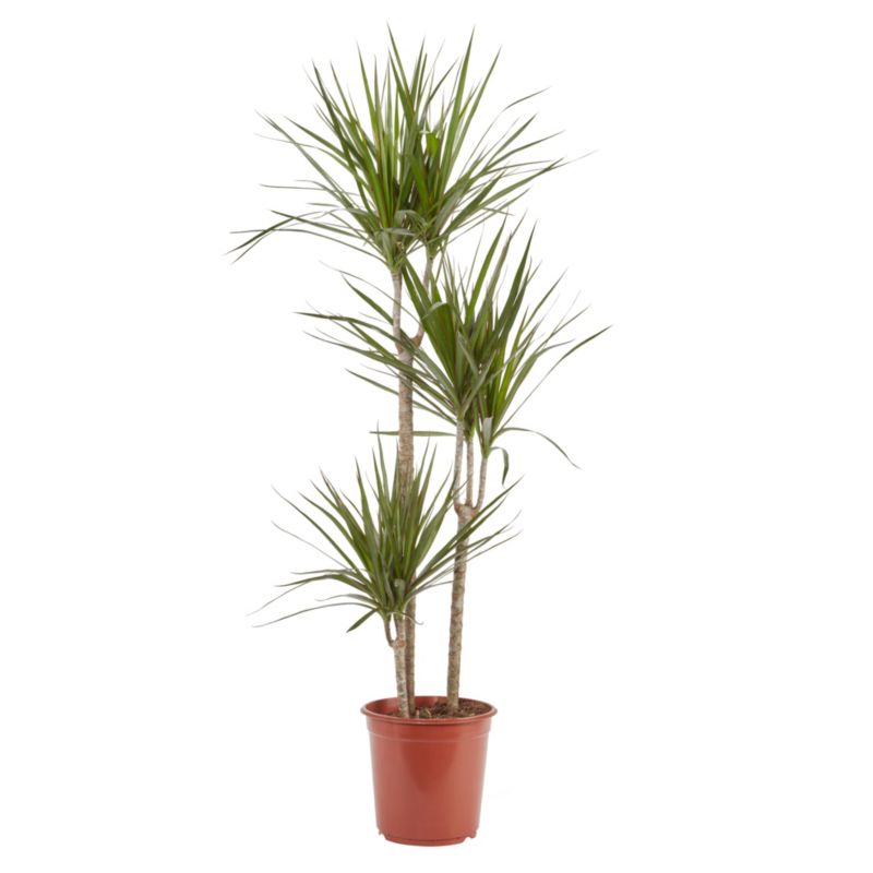 Dracena doniczka 24 cm wys. 130 cm